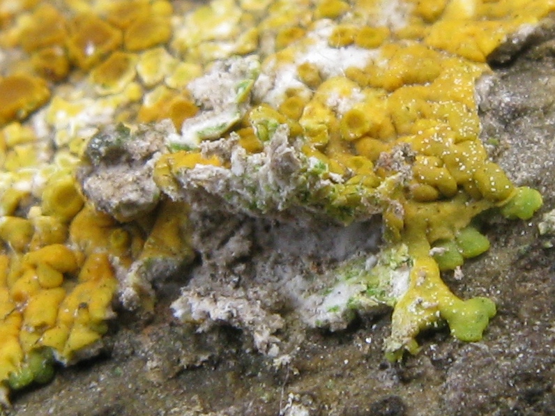 Caloplaca Flavescens.. (?)